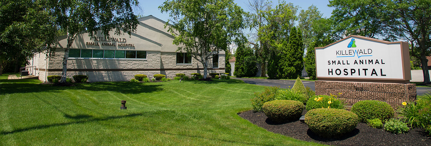 Amherst veterinarians