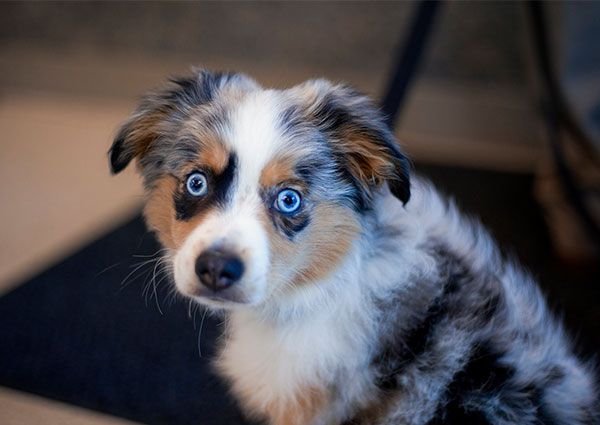 Carousel Slide 7: Australian Cattle Dog Puppy