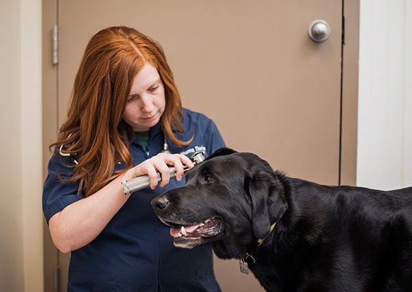 Carousel Slide 6: Dr. Decker dog exam