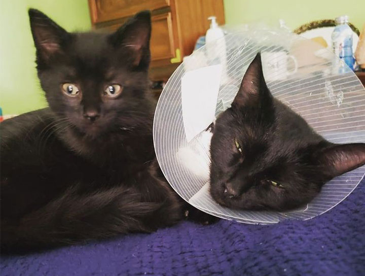 Pet Neutering $City