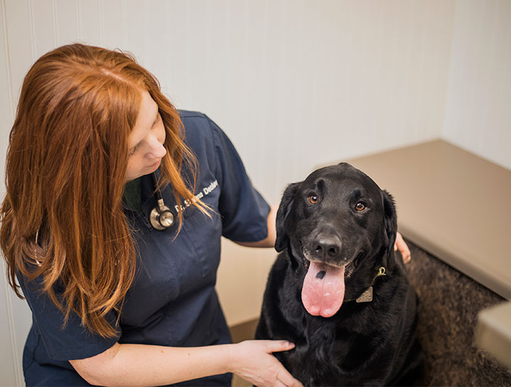 Amherst Vet Exams